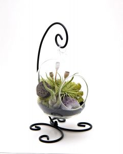 6" Oval Glass With Black Stand terrarium kit