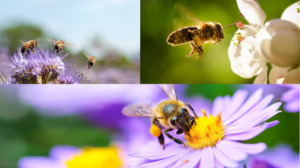 Nectar flower and bees